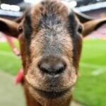 แนะนำ the dog house megaways slot เกมสล็อตน่าเล่น